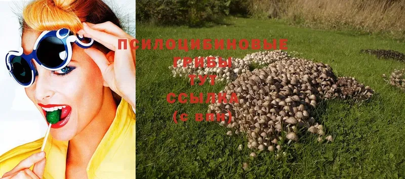 Галлюциногенные грибы Psilocybe  Раменское 